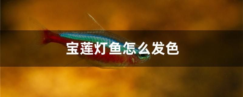 寶蓮燈魚怎么發(fā)色