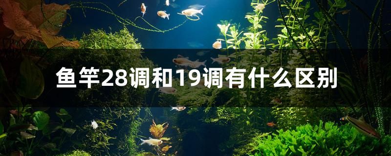 魚竿28調(diào)和19調(diào)有什么區(qū)別 南美異型魚 第1張