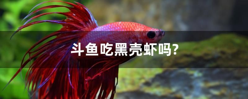 斗魚吃黑殼蝦嗎？