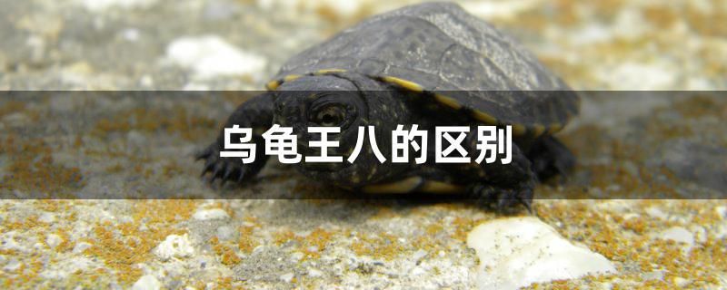 烏龜王八的區(qū)別 養(yǎng)魚知識(shí) 第1張