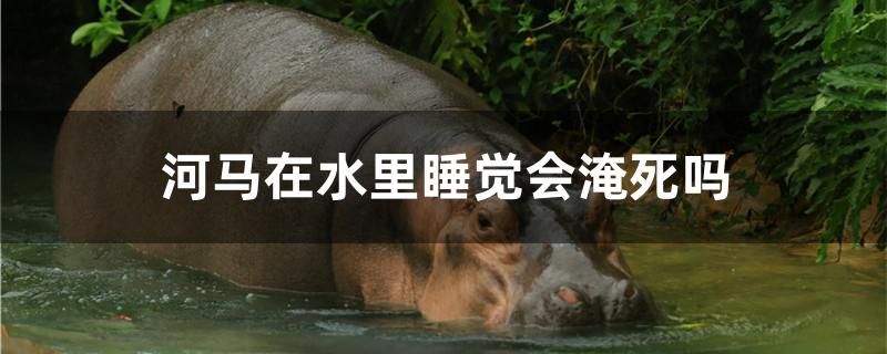 河馬在水里睡覺會淹死嗎