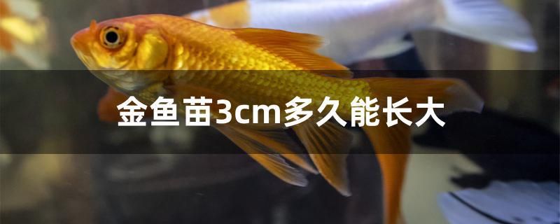 金魚苗3cm多久能長大