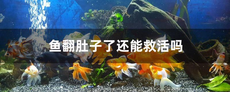 魚翻肚子了還能救活嗎