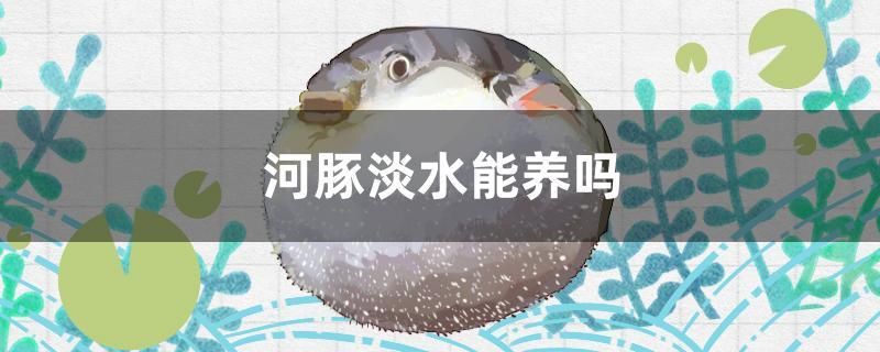 河豚淡水能養(yǎng)嗎 過背金龍魚 第1張