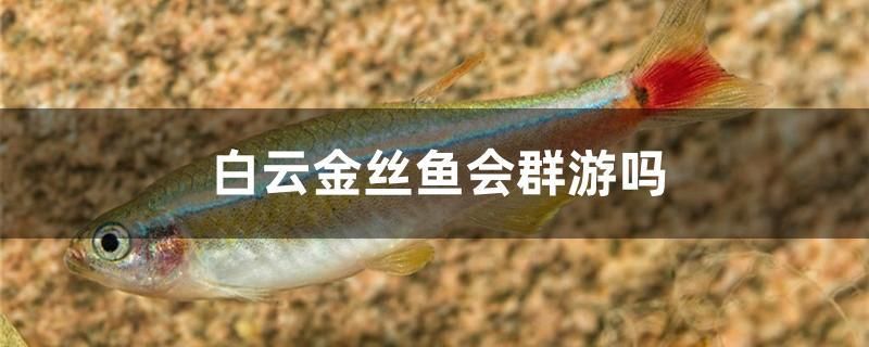 白云金絲魚會群游嗎 魚缸定做 第1張