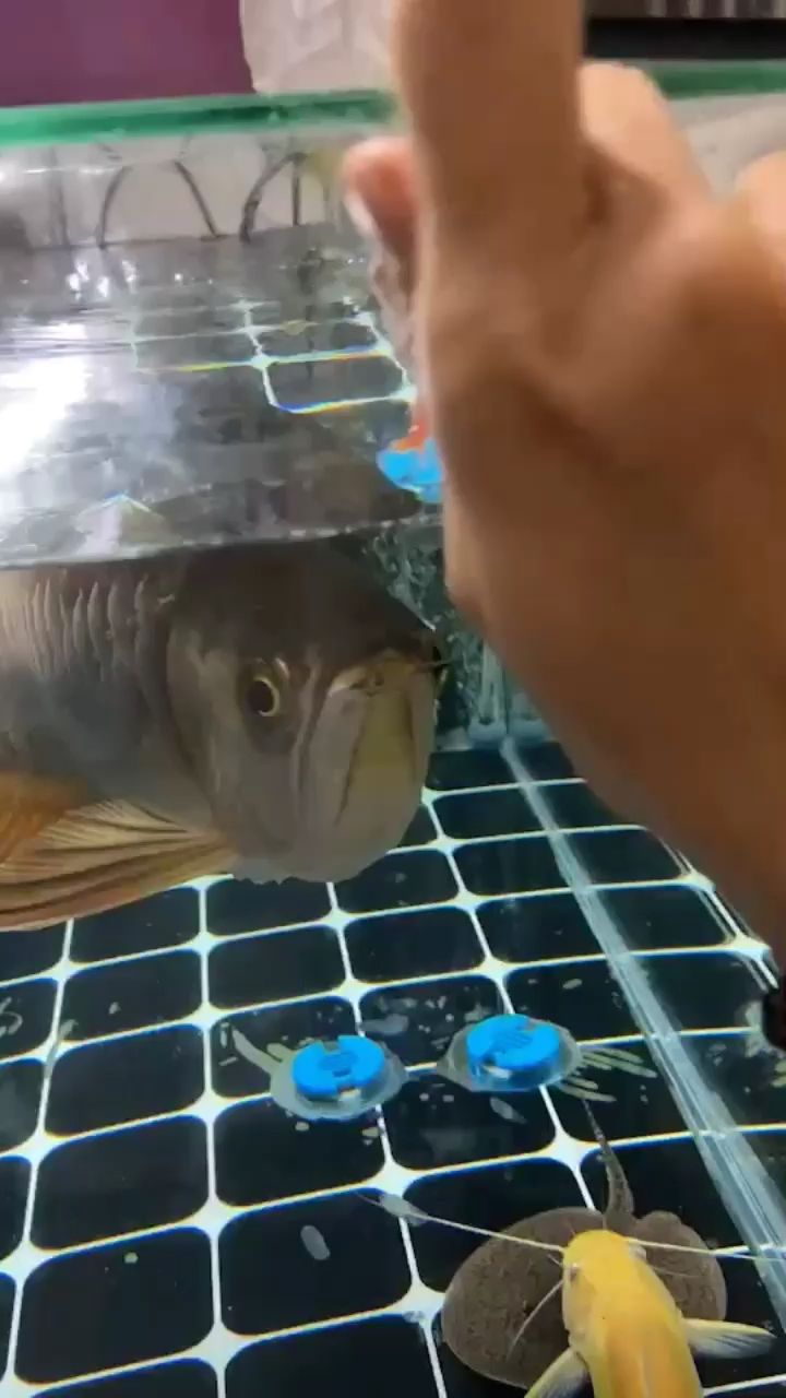 大魚缸清理水泵水管多少錢一米（為什么魚缸水泵進水管內(nèi)壁有一層米白色粘膜） 細線銀版魚 第2張