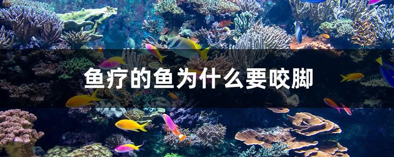 魚(yú)療的魚(yú)為什么要咬腳