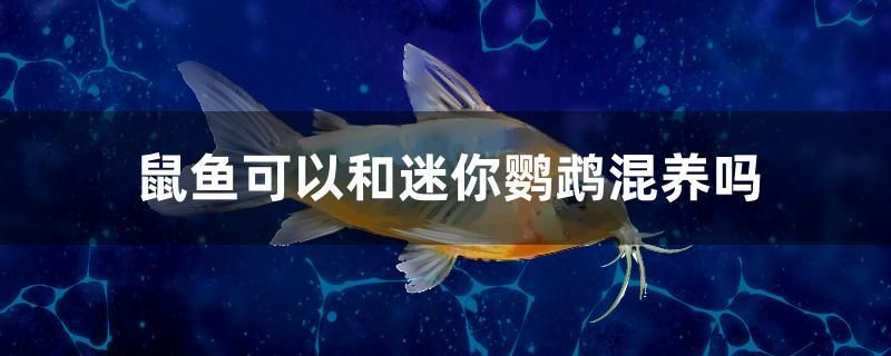 鼠魚可以和迷你鸚鵡混養(yǎng)嗎 黑水素 第1張