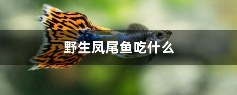 野生鳳尾魚吃什么 魚缸凈水劑 第1張