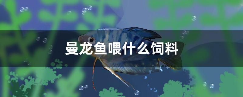 曼龍魚喂什么飼料 印尼三紋虎 第1張