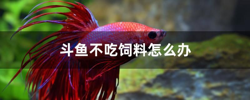 斗魚不吃飼料怎么辦 黑云魚 第1張