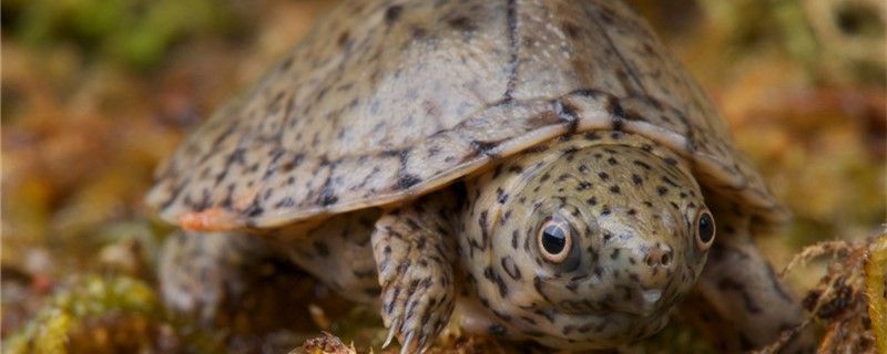 烏龜是什么動物這種動物有哪些特點 龍鳳鯉魚 第1張