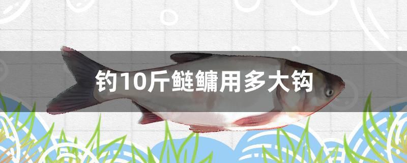 釣10斤鰱鳙用多大鉤