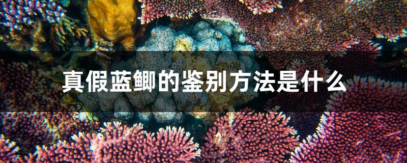 真假藍(lán)鯽的鑒別方法是什么 黑云魚 第1張