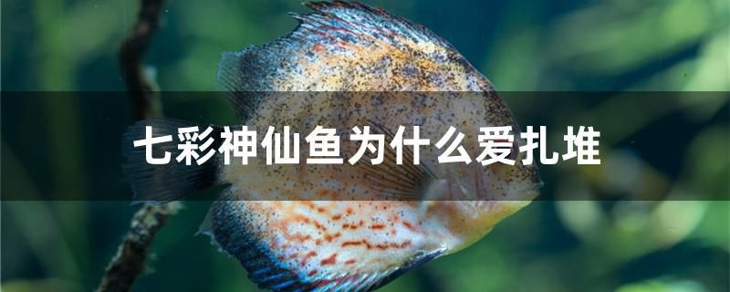 七彩神仙魚為什么愛扎堆 魚缸凈水劑 第1張