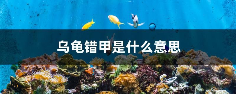 烏龜錯甲是什么意思 錦鯉魚百科 第1張