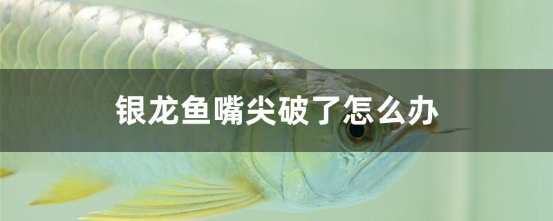 銀龍魚嘴尖破了怎么辦 水族維護服務(wù)（上門） 第1張