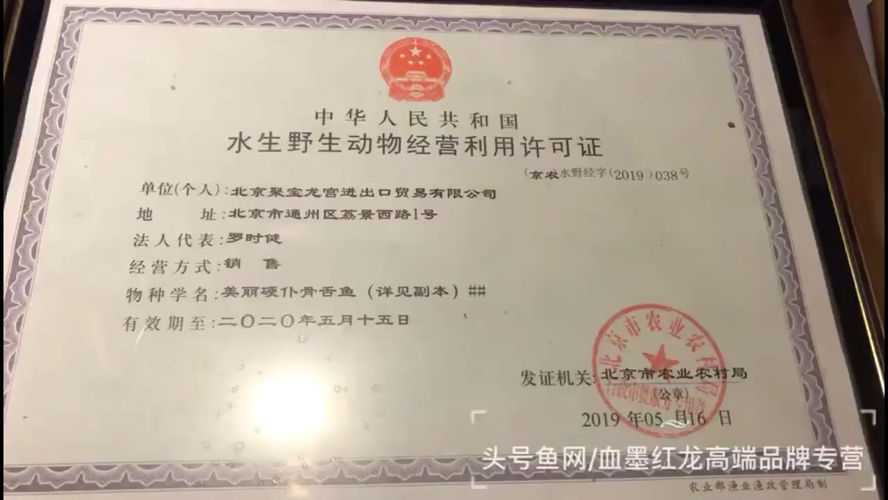 印尼純血紅龍 觀賞魚論壇 第1張