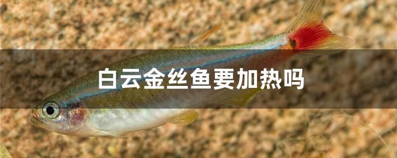 白云金絲魚要加熱嗎