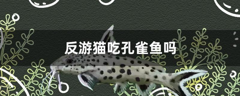 反游貓吃孔雀魚嗎 白子銀龍魚苗 第1張