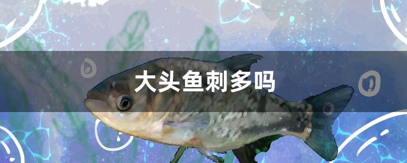 大頭魚刺多嗎 鸚鵡魚 第1張