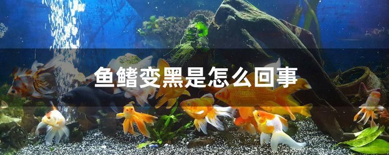 魚鰭變黑是怎么回事