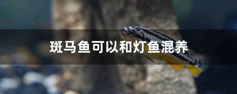 斑馬魚可以和燈魚混養(yǎng)