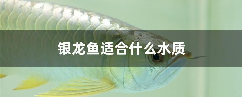 1.8米魚缸用多大殺菌燈（一米八魚缸用多長的燈） 潛水艇魚