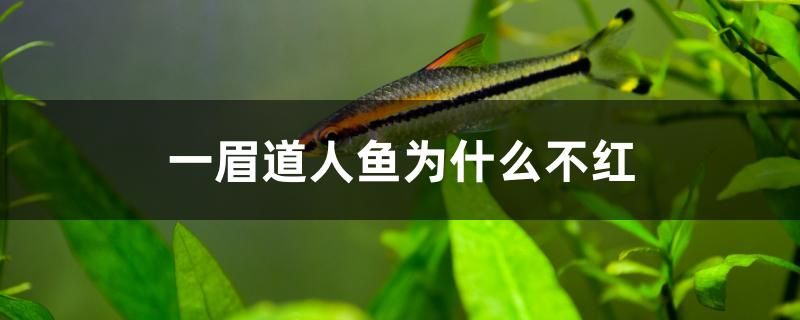 一眉道人魚為什么不紅