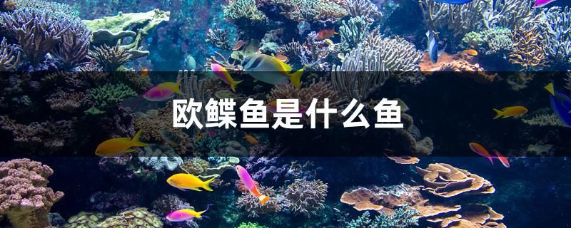 歐鰈魚是什么魚 廣州祥龍國際水族貿(mào)易 第1張