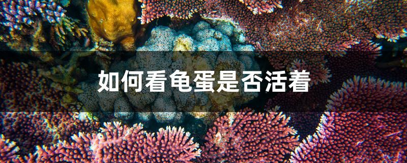 魚(yú)缸不換水魚(yú)能活幾天（甲魚(yú)怎么放存活時(shí)間長(zhǎng)） 過(guò)濾設(shè)備 第2張