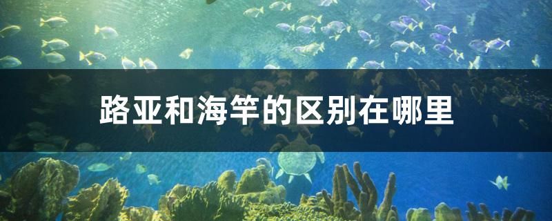 路亞和海竿的區(qū)別在哪里 其它水族用具設備 第1張