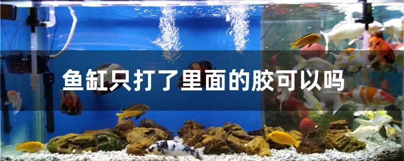 魚缸只打了里面的膠可以嗎 進(jìn)口元寶鳳凰魚 第1張