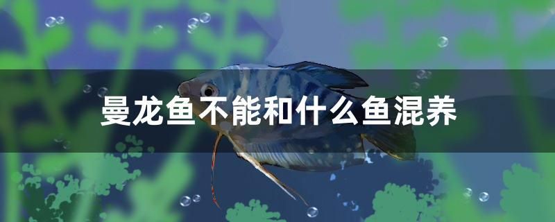 曼龍魚不能和什么魚混養(yǎng) 紅龍福龍魚 第1張