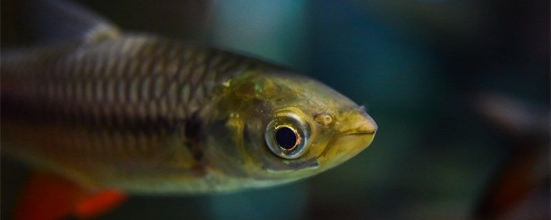 大魚為什么吃小魚如何避免大魚吃小魚 水族燈（魚缸燈） 第1張