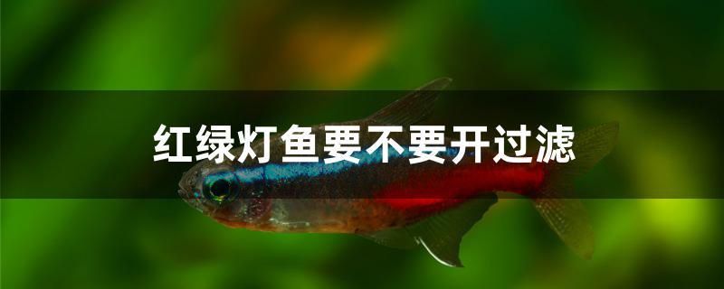 紅綠燈魚要不要開過濾