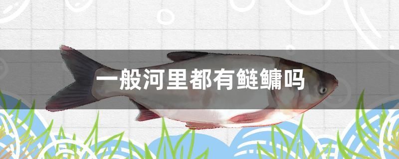 一般河里都有鰱鳙嗎 巴西亞魚苗 第1張