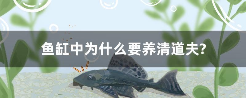 魚缸中為什么要養(yǎng)清道夫？ 金頭過背金龍魚 第1張