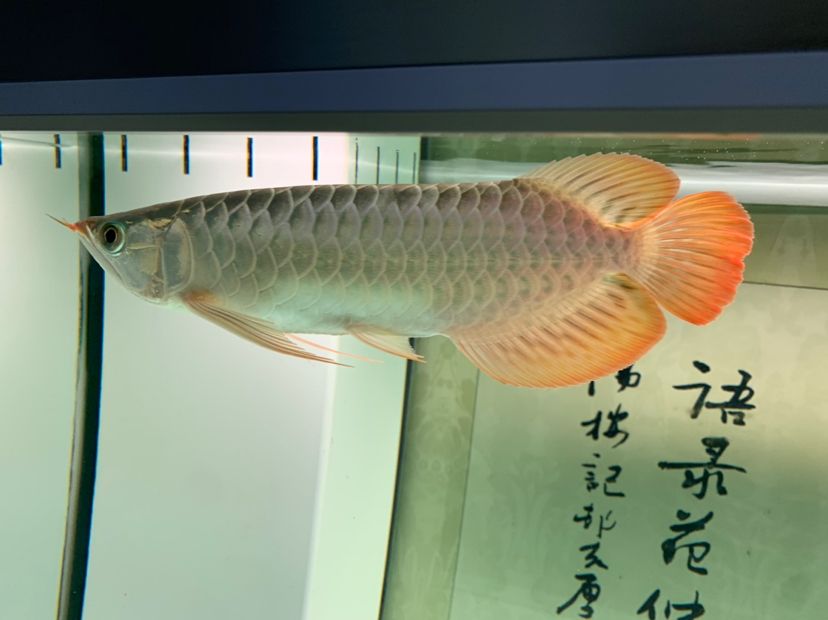 魚缸用消毒液消毒好嗎（ 魚缸放消毒液可以嗎） 銀河星鉆魚