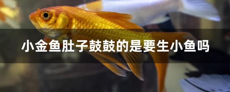 小金魚肚子鼓鼓的是要生小魚嗎