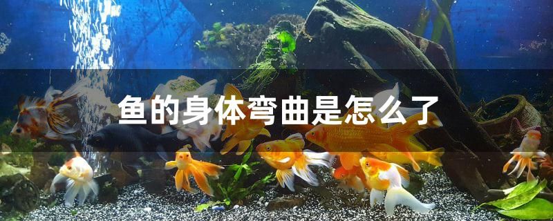 魚的身體彎曲是怎么了