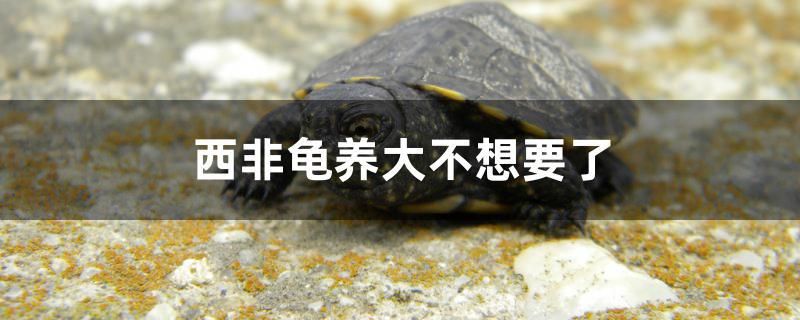 西非龜養(yǎng)大不想要了 藍底過背金龍魚 第1張