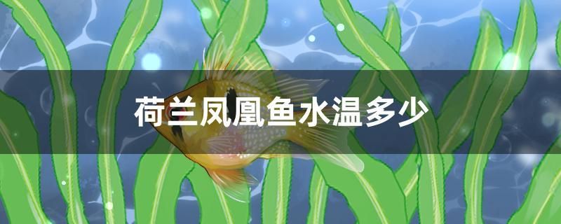 荷蘭鳳凰魚水溫多少 魚缸水質(zhì)穩(wěn)定劑 第1張