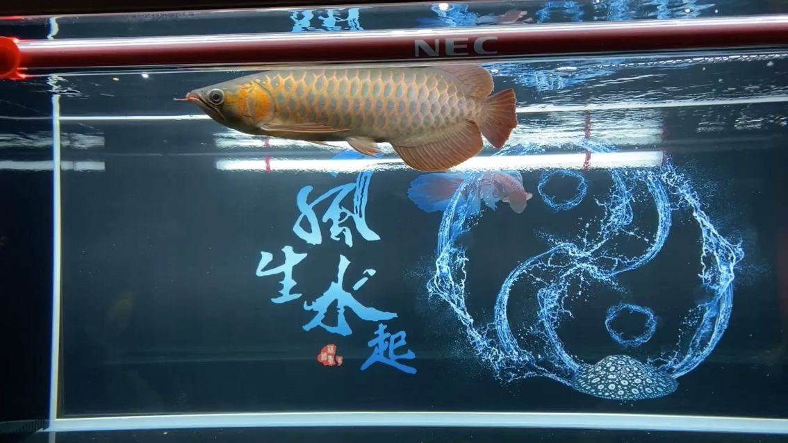 瀘州二手魚(yú)缸交易市場(chǎng)地址在哪里啊 瀘州二手魚(yú)缸交易市場(chǎng)地址在哪里啊最近 龍魚(yú)芯片掃碼器 第1張