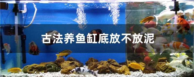 古法養(yǎng)魚缸底放不放泥 黃金招財貓魚 第1張