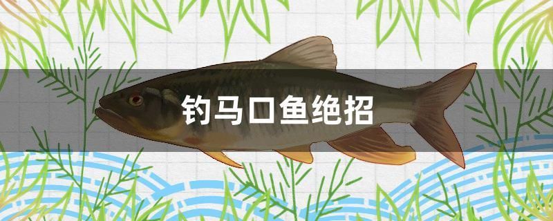 釣馬口魚絕招 黃寬帶蝴蝶魚 第1張