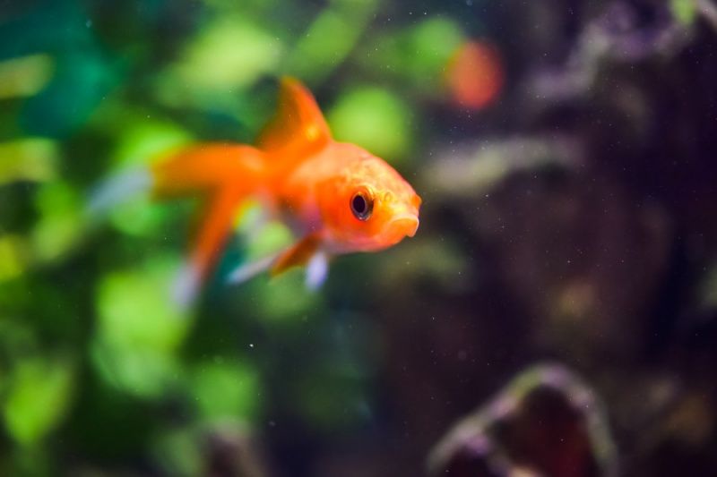 金魚(yú)吃什么用什么作飼料好 月光鴨嘴魚(yú)苗 第2張