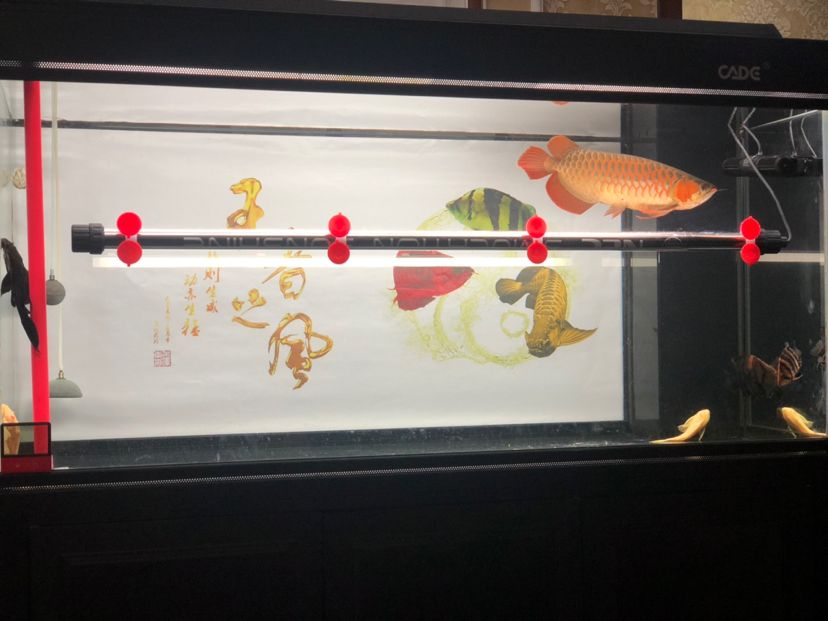 怎樣清除魚(yú)缸里的螺 怎樣清除魚(yú)缸里的螺絲視頻 祥龍水族醫(yī)院 第2張