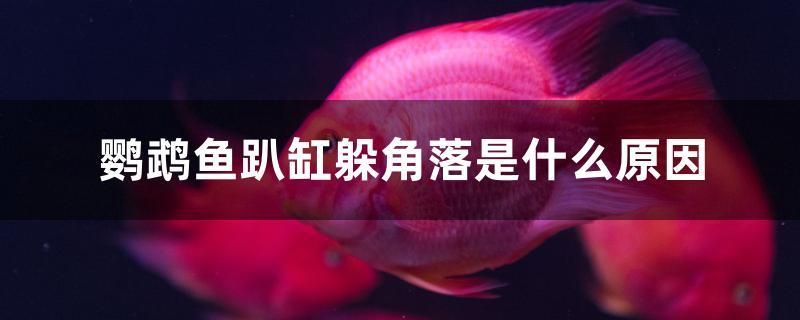 鸚鵡魚趴缸躲角落是什么原因