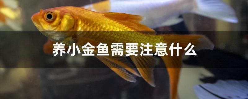 養(yǎng)小金魚需要注意什么 錦鯉飼料 第1張